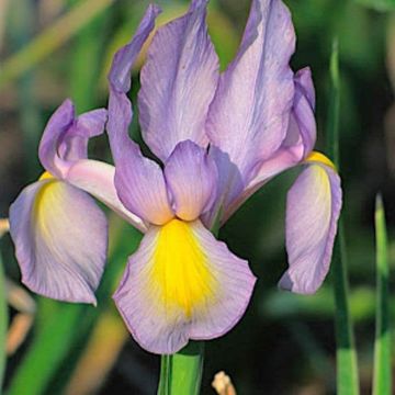 Iris hollandica Rosario - Iris de Holanda