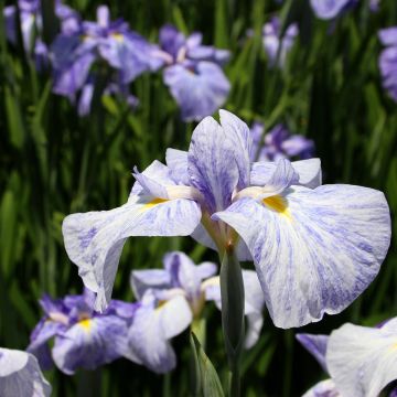 Iris Japonés Eden's Paintbrush - Iris ensata