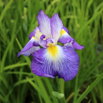 Iris Japonés Ocean Mist - Iris ensata