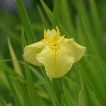 Iris Japonés Aichi-no-Kagayaki - Iris ensata