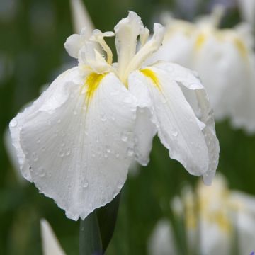 Iris Japonés Diamant - Iris ensata