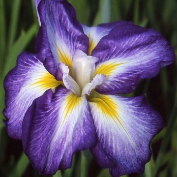 Iris Japonés Illumination - Iris ensata