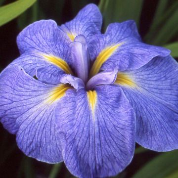 Iris Japonés Mme Bigot - Iris ensata