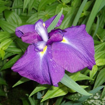 Iris Japonés Velvety Queen - Iris ensata