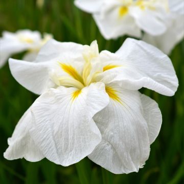 Iris Japonés White Ladies - Iris ensata