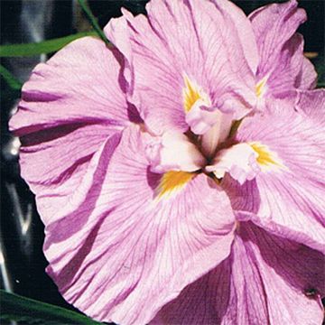 Iris Japonés Worley Pink - Iris ensata