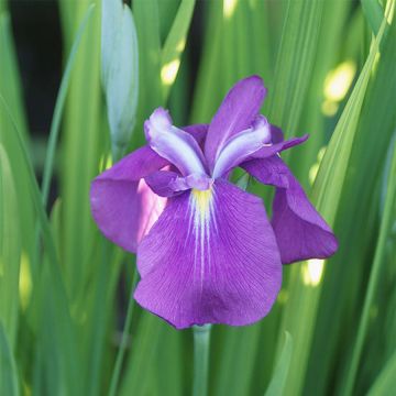 Iris Japonés Yezo Nishiki - Iris ensata