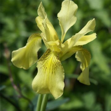 Iris forrestii