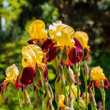 Iris germanica Accent Variegata