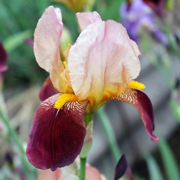 Iris germanica Agrippa