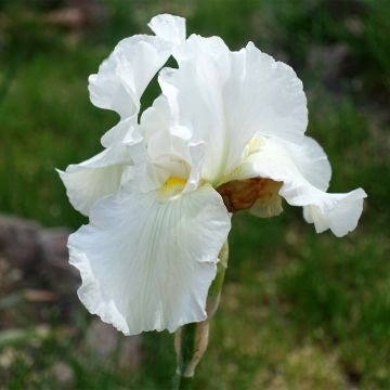 Iris germanica America's Cup