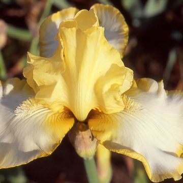 Iris germanica Antique Ivory