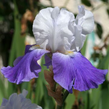 Iris germanica Arpège