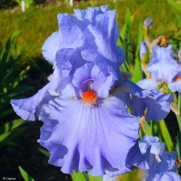 Iris germanica Baie des Anges