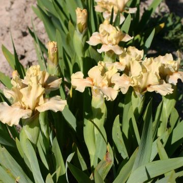 Iris germanica Ballet Lesson