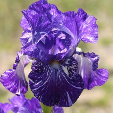 Iris germanica Batik