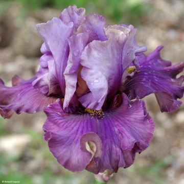 Iris germanica Belle Surprise