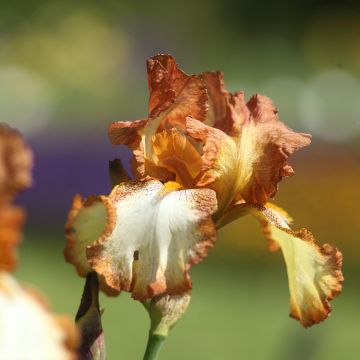 Iris germanica Belvi Queen