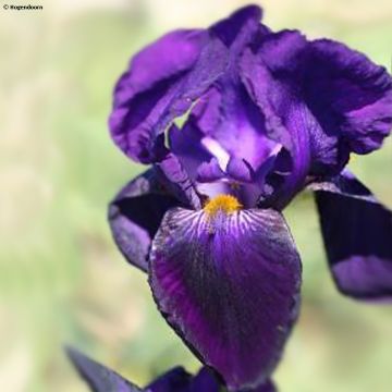 Iris germanica Bishop's Robe