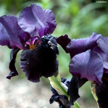 Iris germanica Black Dragon