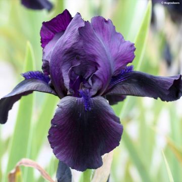 Iris germanica Black Watch