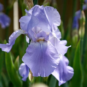 Iris germanica Blue Rhythm