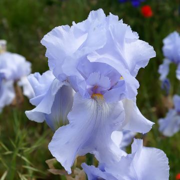 Iris germanica Blue Sapphire