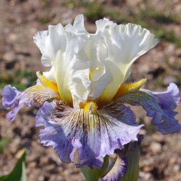 Iris germanica Brin de Folie