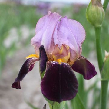 Iris germanica Bruno