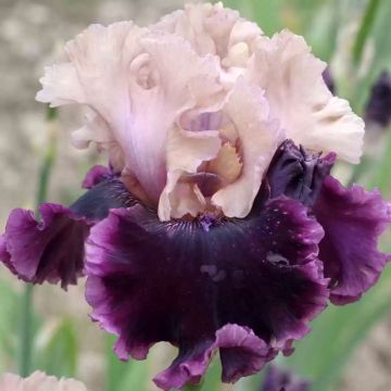 Iris germanica But Darling