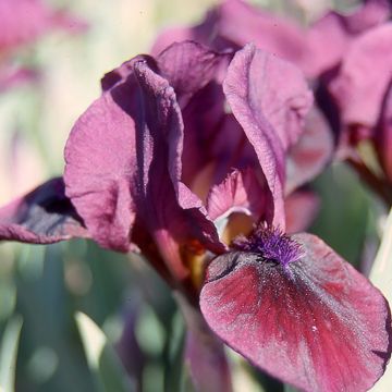 Iris Candy Apple