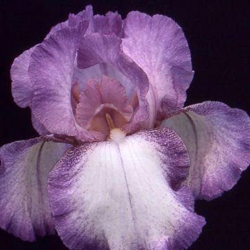 Iris germanica Casino Queen