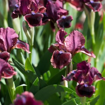 Iris germanica Cat's Eye