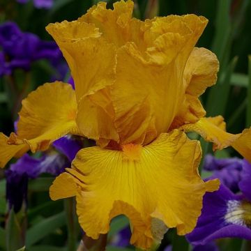 Iris germanica Cigarillo