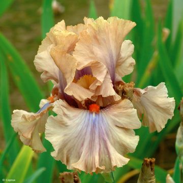 Iris germanica Coffee Trader