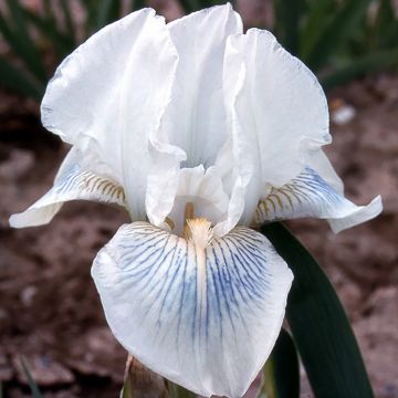 Iris germanica Cutie