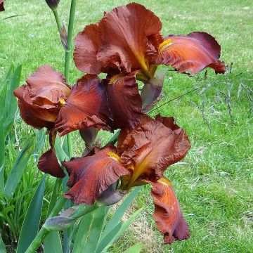 Iris germanica Dutch Chocolate