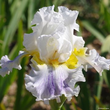 Iris germanica En Ebullition