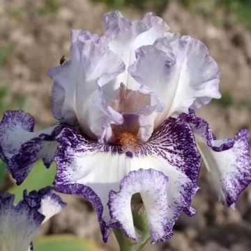 Iris germanica En Pointillés