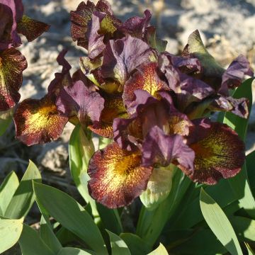 Iris germanica Firestorm