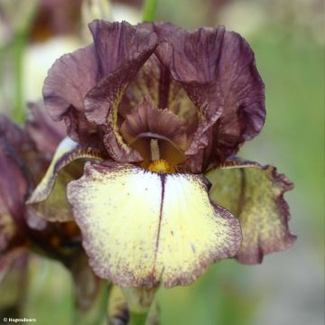 Iris germanica Flamenco