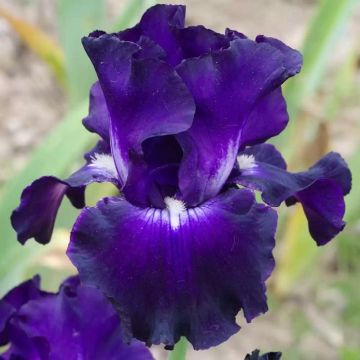 Iris germanica Full Impact