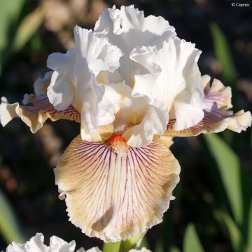 Iris germanica Hello Darling