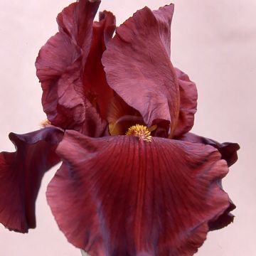 Iris germanica Inferno