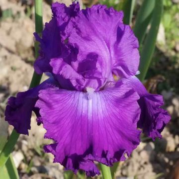 Iris germanica Inviting