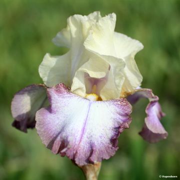 Iris germanica Lucky Locket