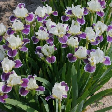 Iris germanica Making Eyes