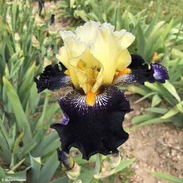 Iris germanica Masque Noir