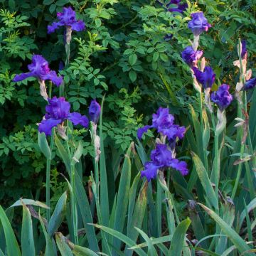 Iris germanica Mer du Sud