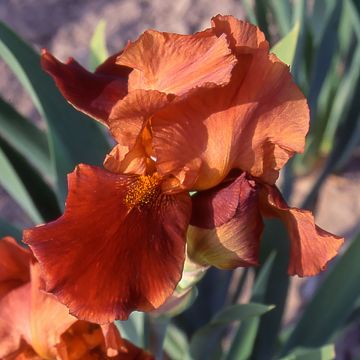 Iris germanica Natchez Trace